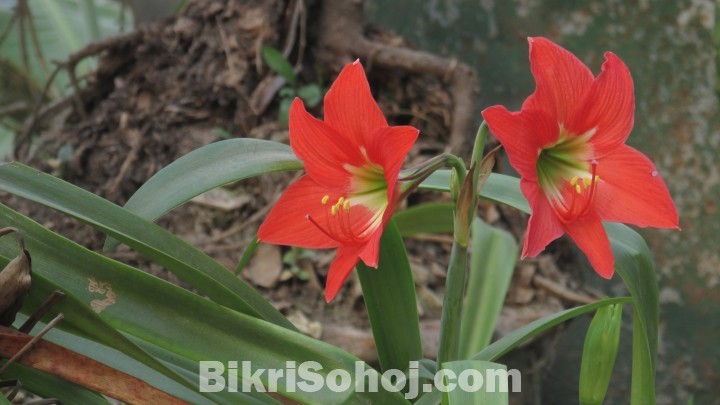 এমারিলিস লিলি